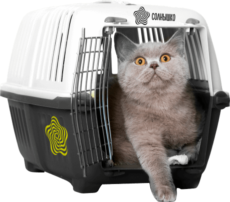 ➔ Transportation of pets in a taxi • order a service of transportation of pets by taxi《СОЛНЫШКО》• inexpensive service of transportation of pets in Sevastopol - Image 1